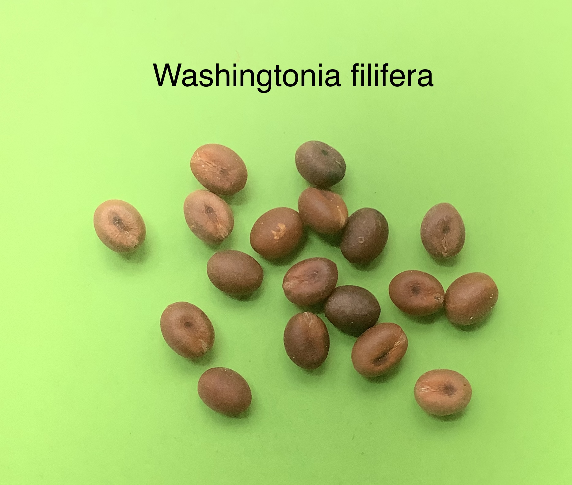 24 Washingtonia fillifera