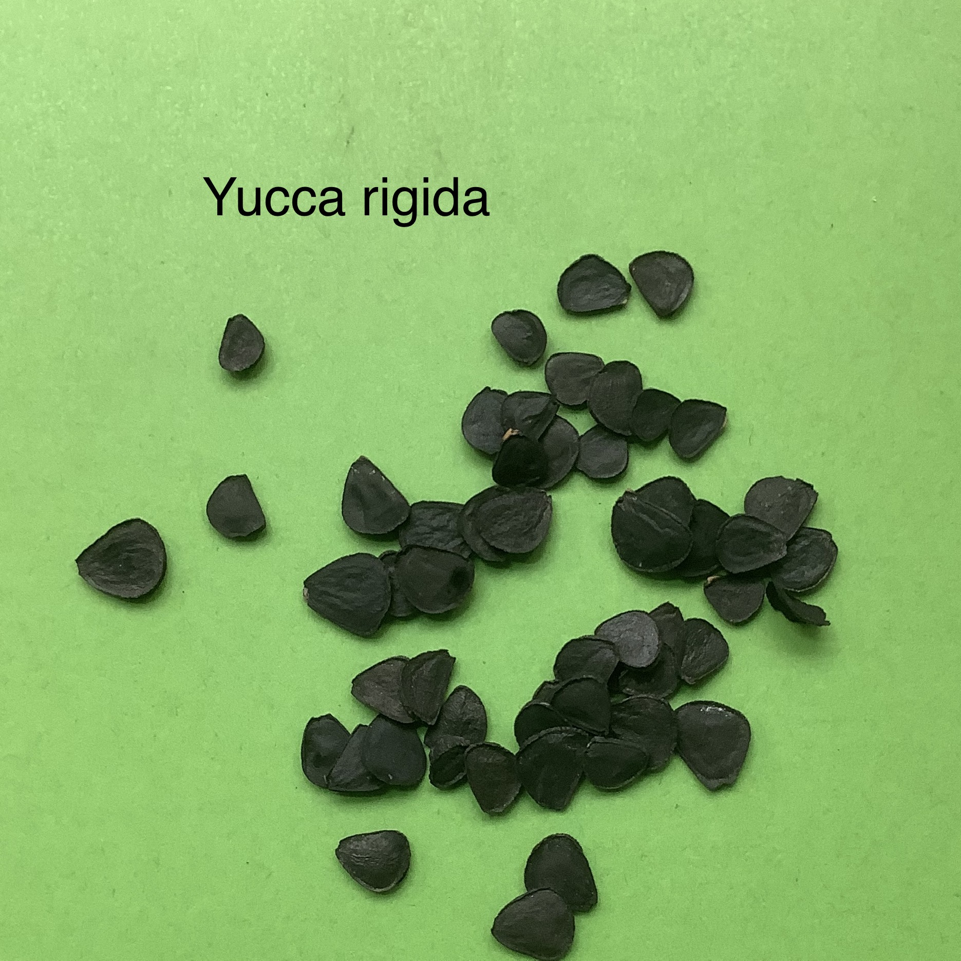 78 Yucca rigida
