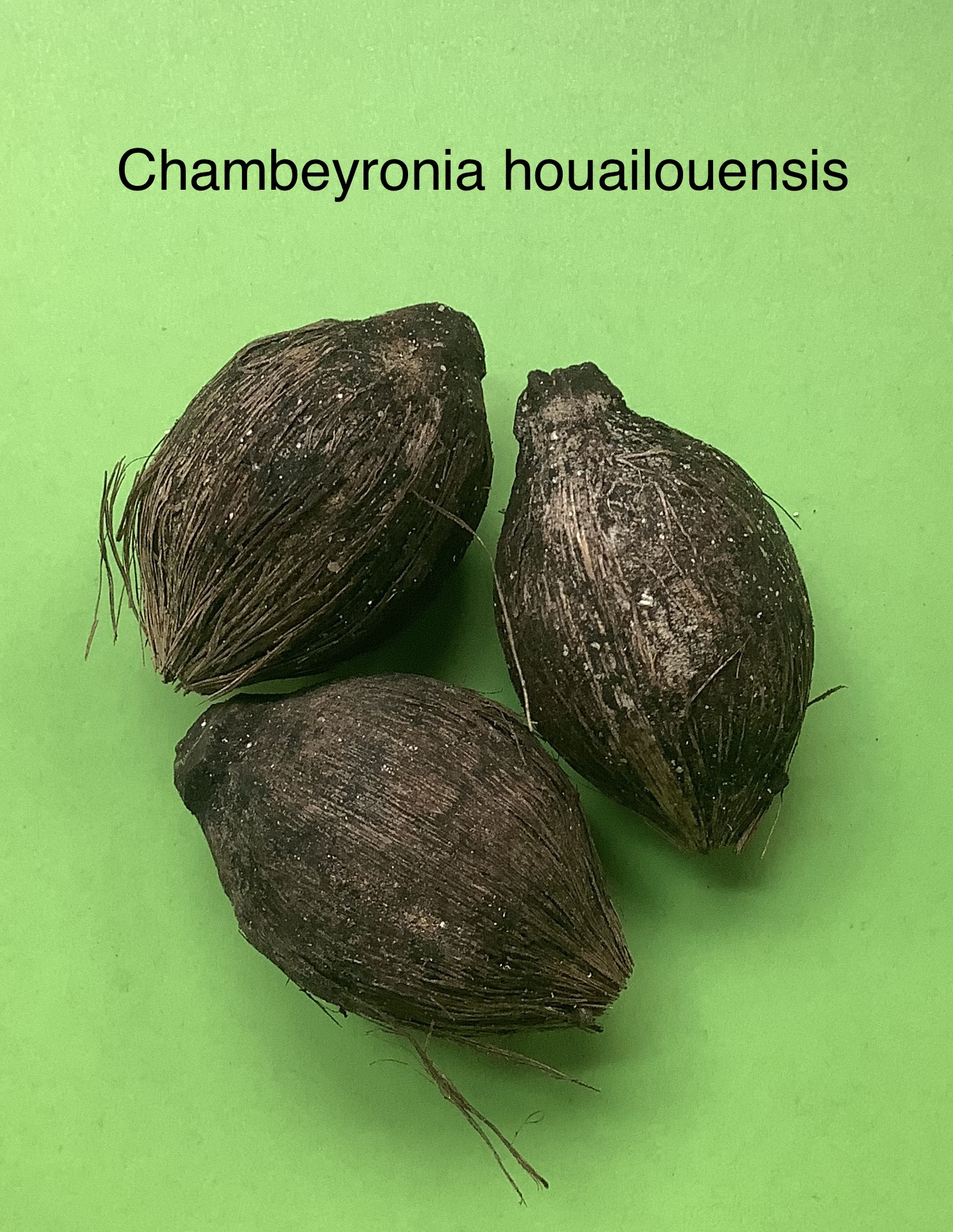 79 Chambeyronia houailouensis