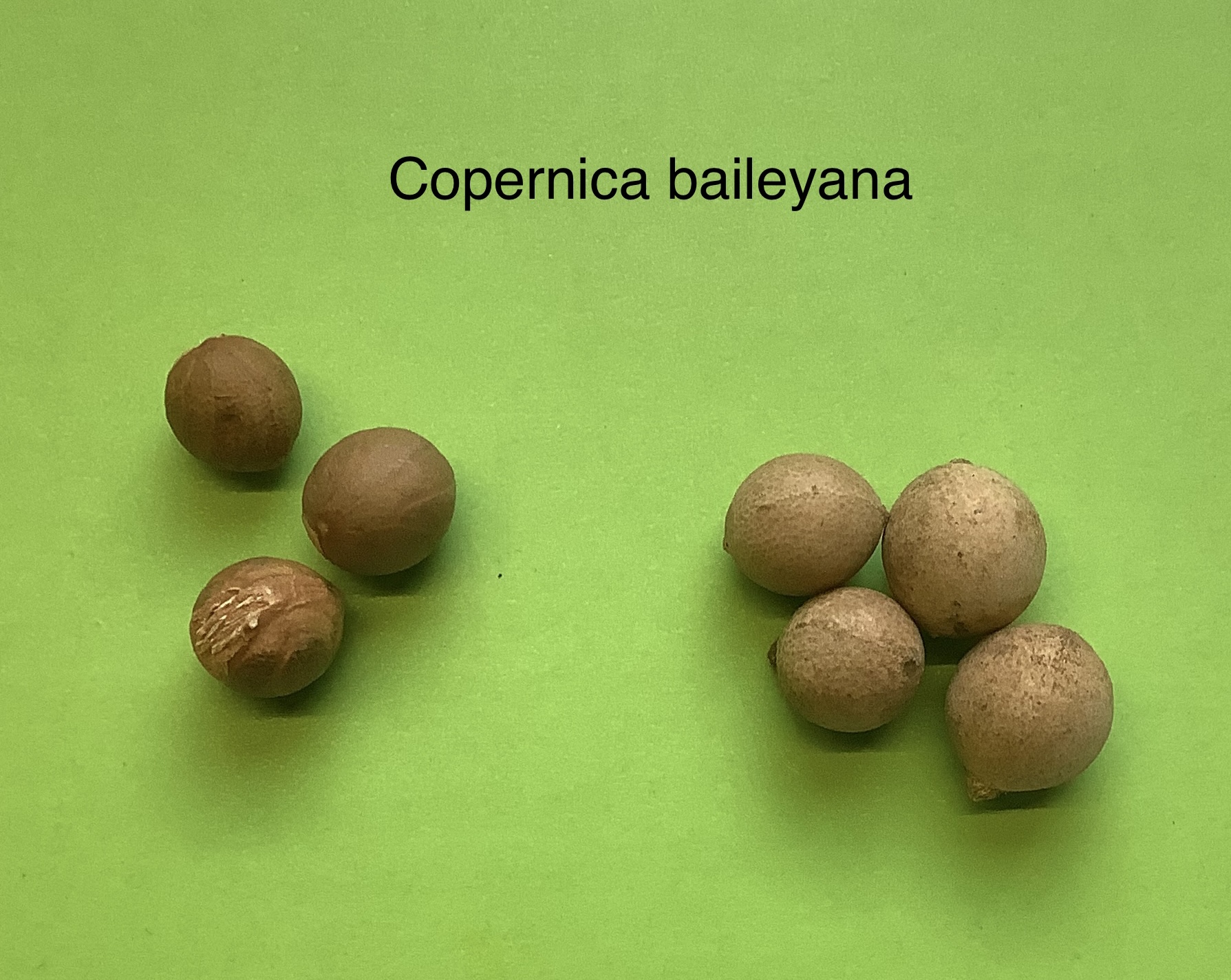 88 Copernicia baileyana