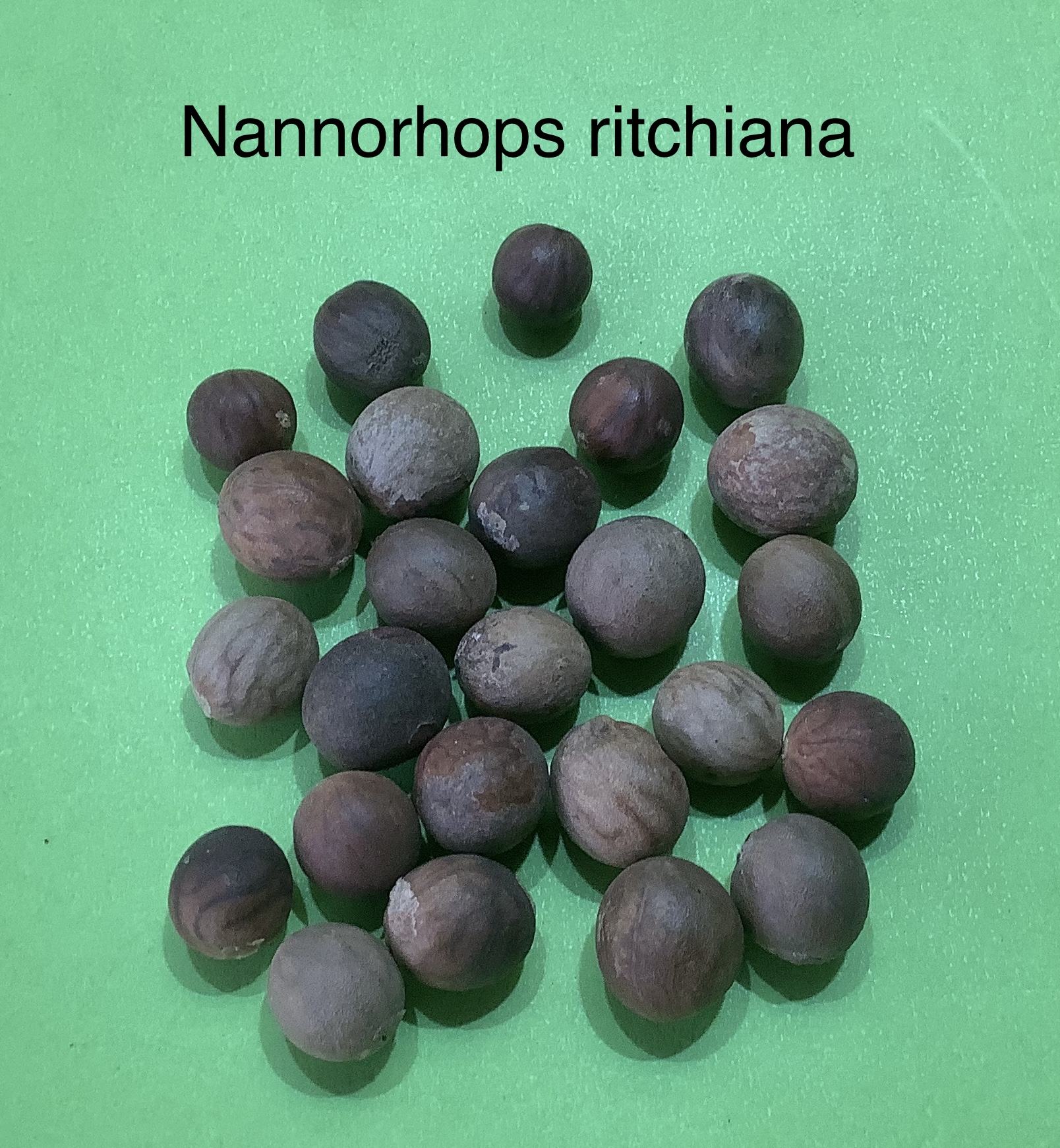 8 Nannorhops ritchiana