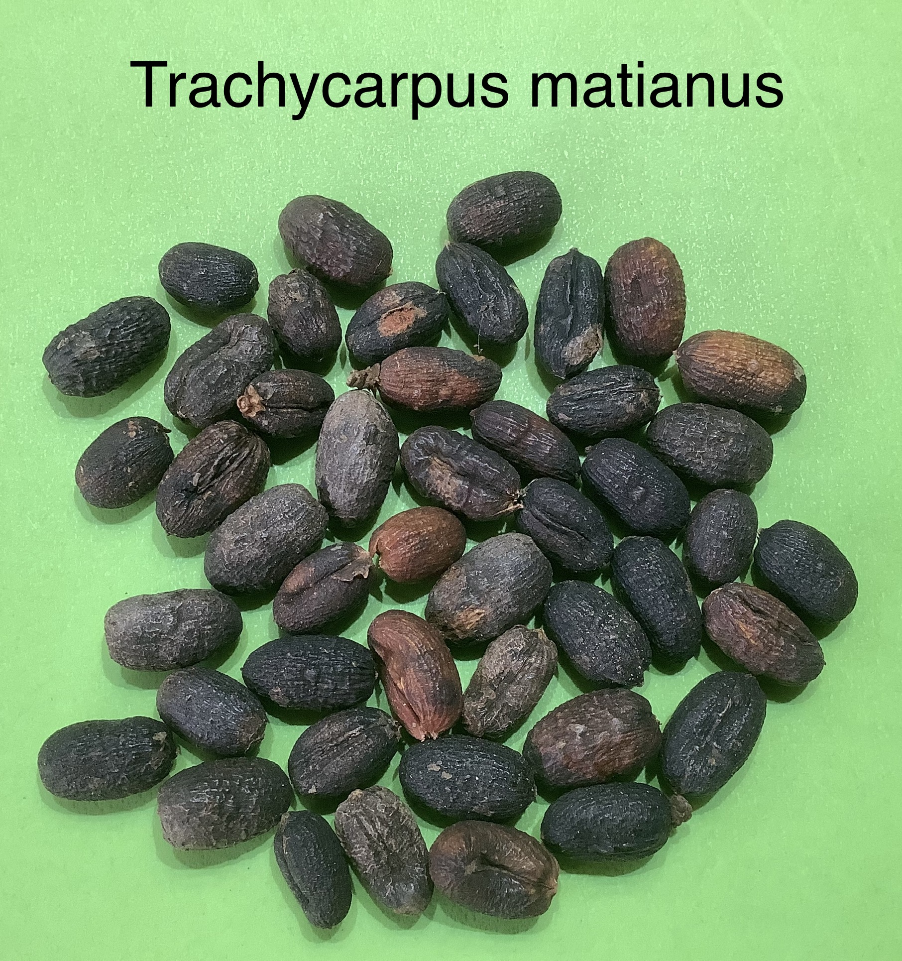 85 Trachycarpus martianus Nepal
