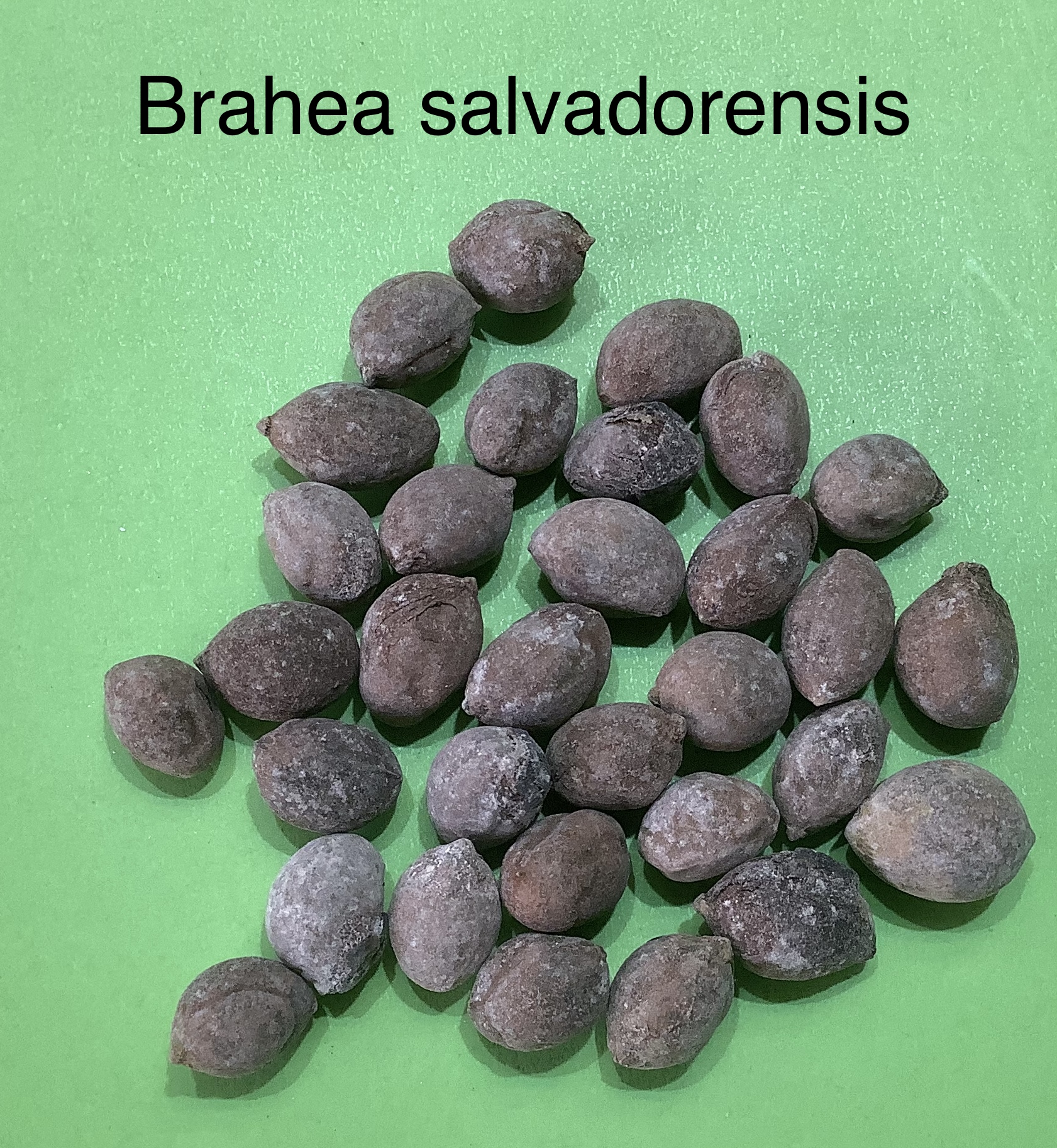 83 Brahea salvadoriensis