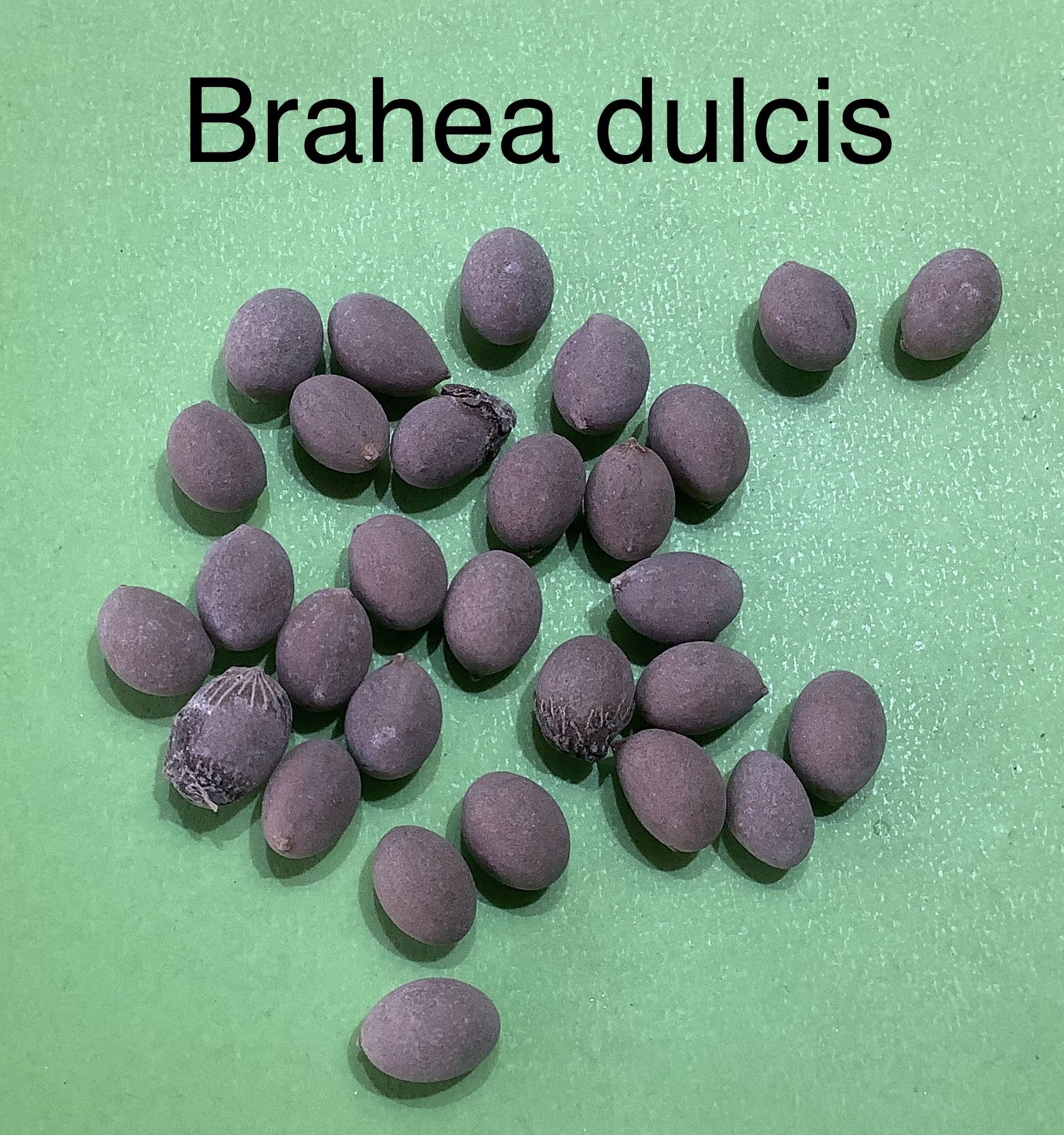 73 Brahea dulcis