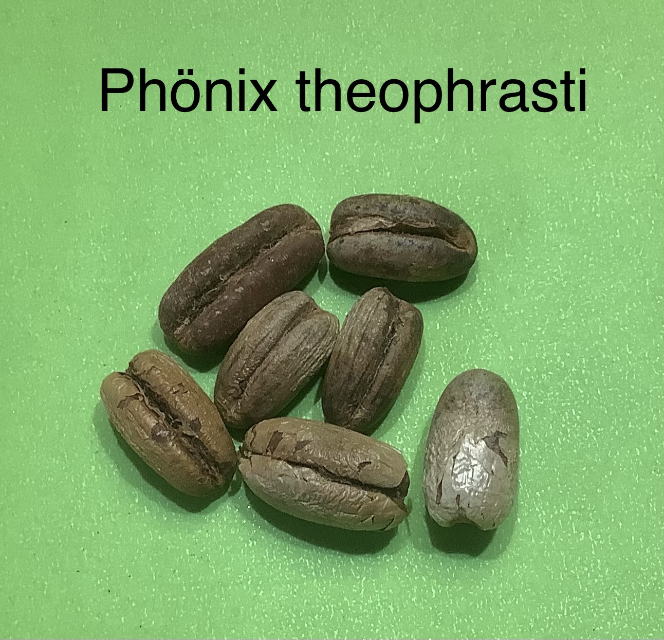 56 Phönix theophrasti