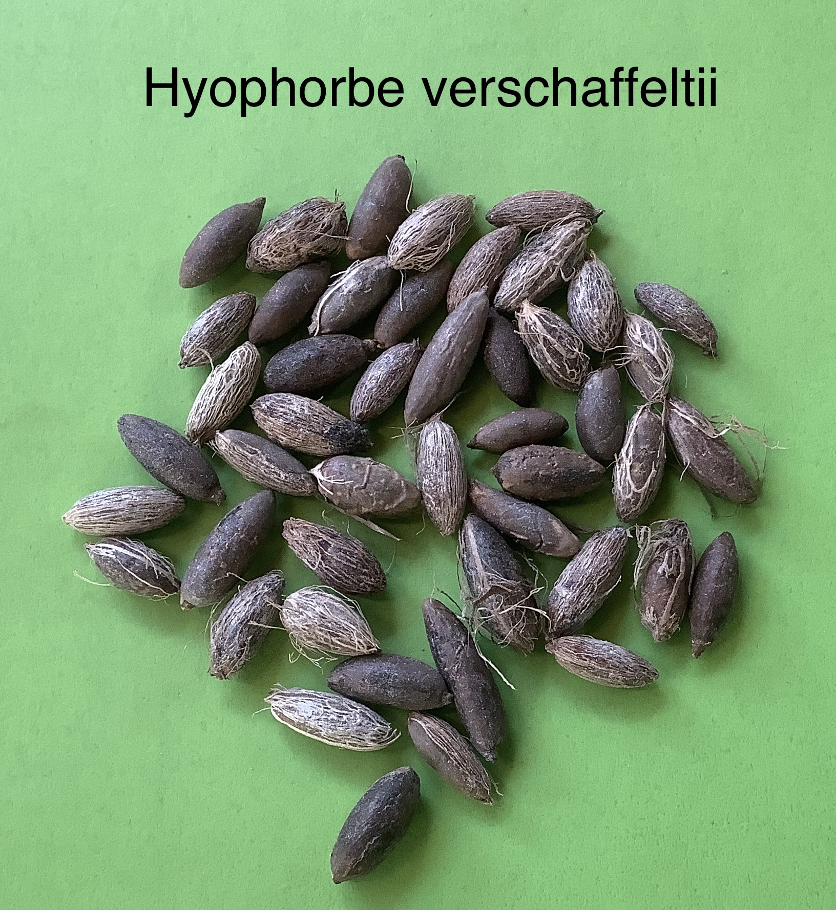 38 Hyophorbe verschaffeltii