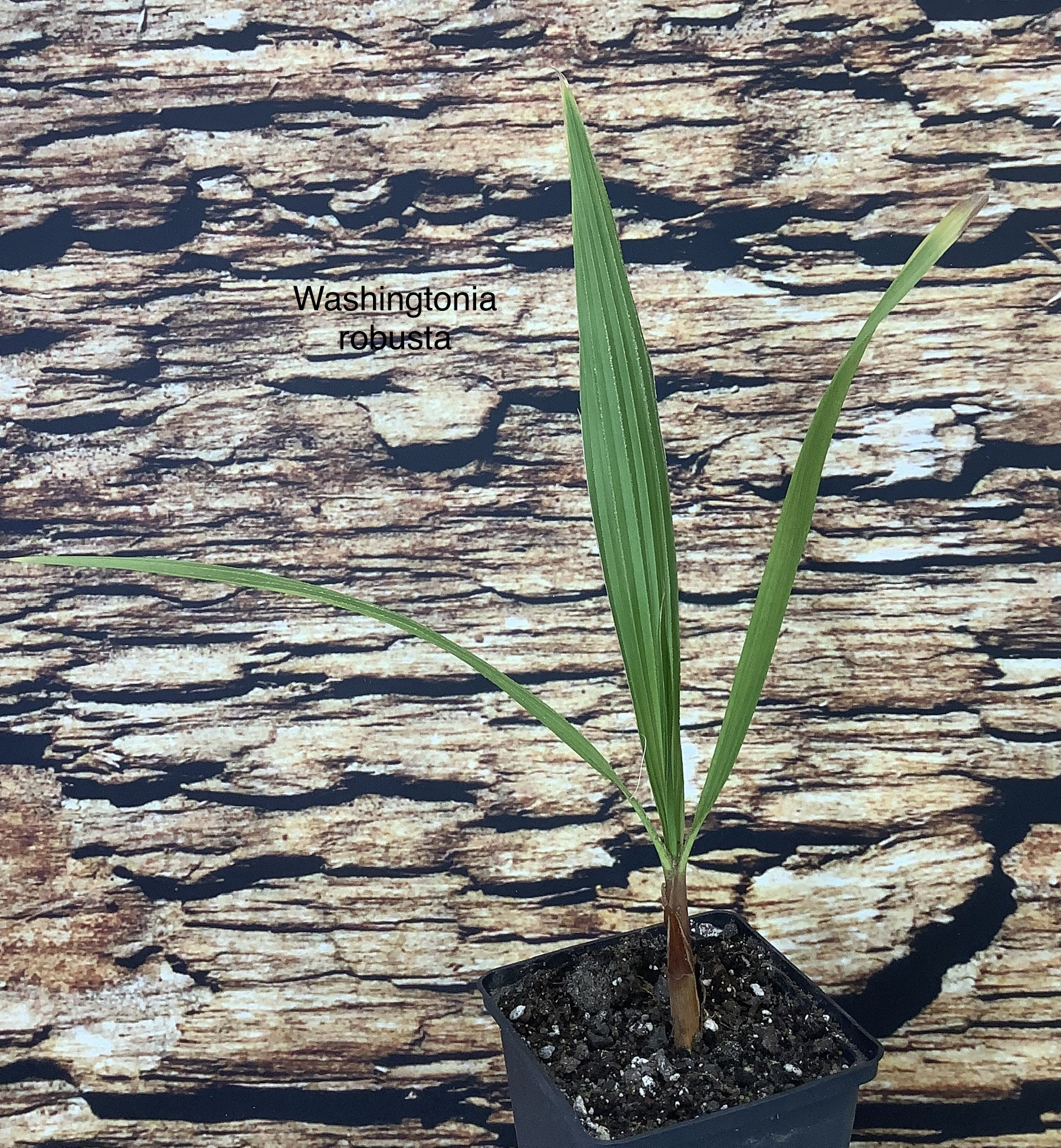 jungpflanze-washingtonia robusta